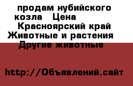 продам нубийского козла › Цена ­ 25 000 - Красноярский край Животные и растения » Другие животные   